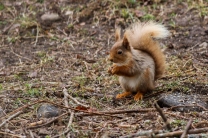 And some of the species in the game in real life - red squirrel