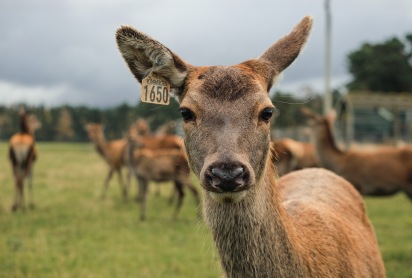 Red deer are one of the major herbivores in Scotland, but also a source of income.